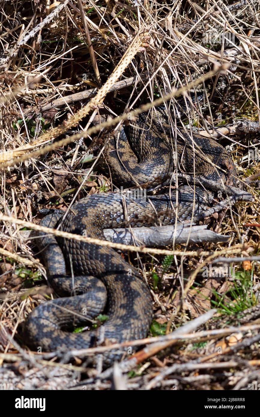 El basking común de la vejiga en el hábitat natural; esta es la serpiente venenosa europea más extendida (Vipera berus) Foto de stock