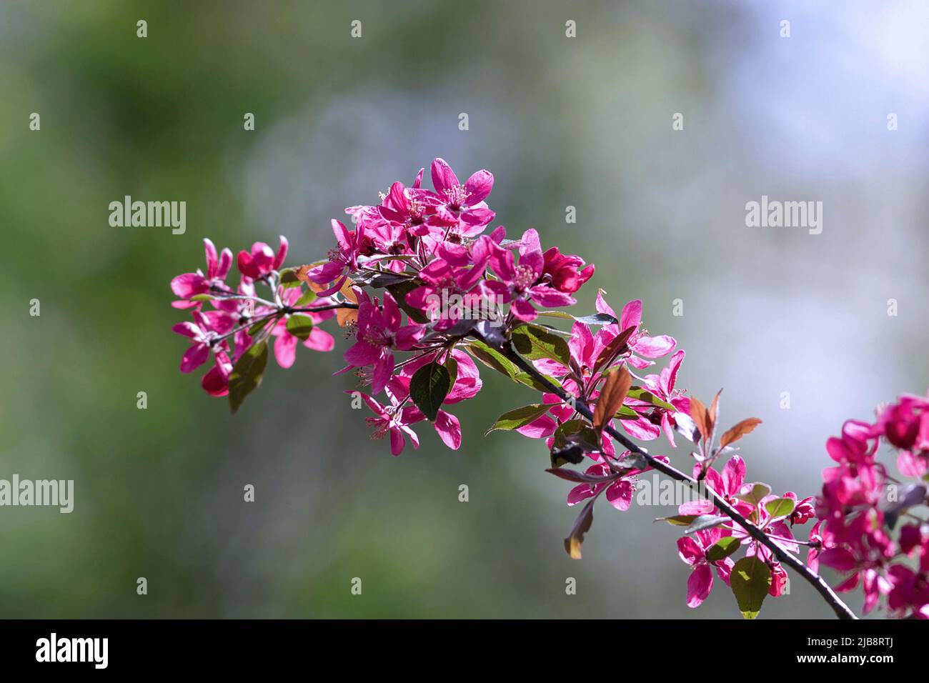 Belleza de las flores de cerezo japonesas en abril (Prunus cerasus) Foto de stock