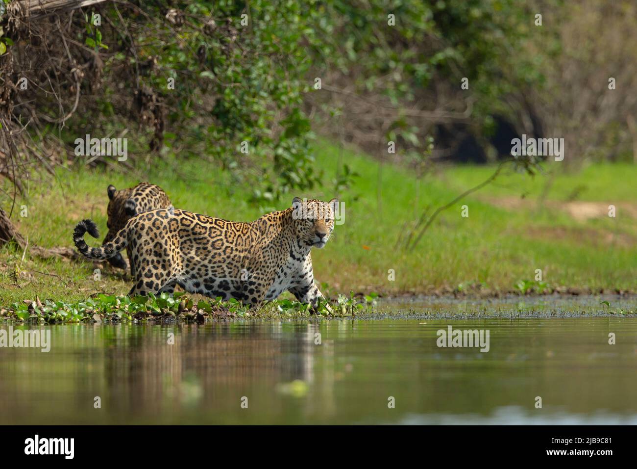 Jaguar (Panthera onca) cruzando un río Foto de stock