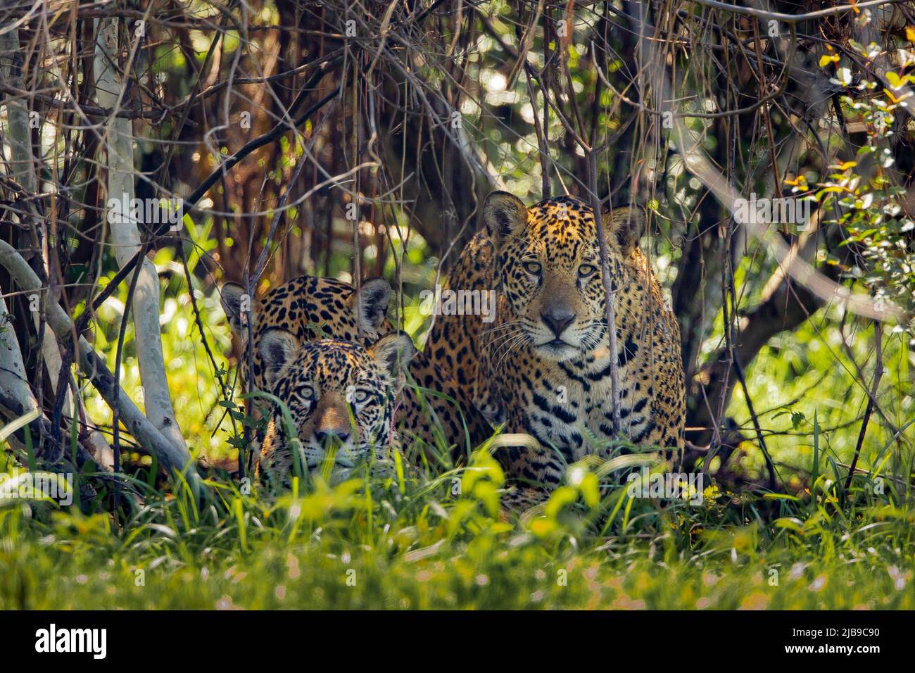 Familia Jaguar (Panthera onca) descansando en arbustos mirando la cámara Foto de stock