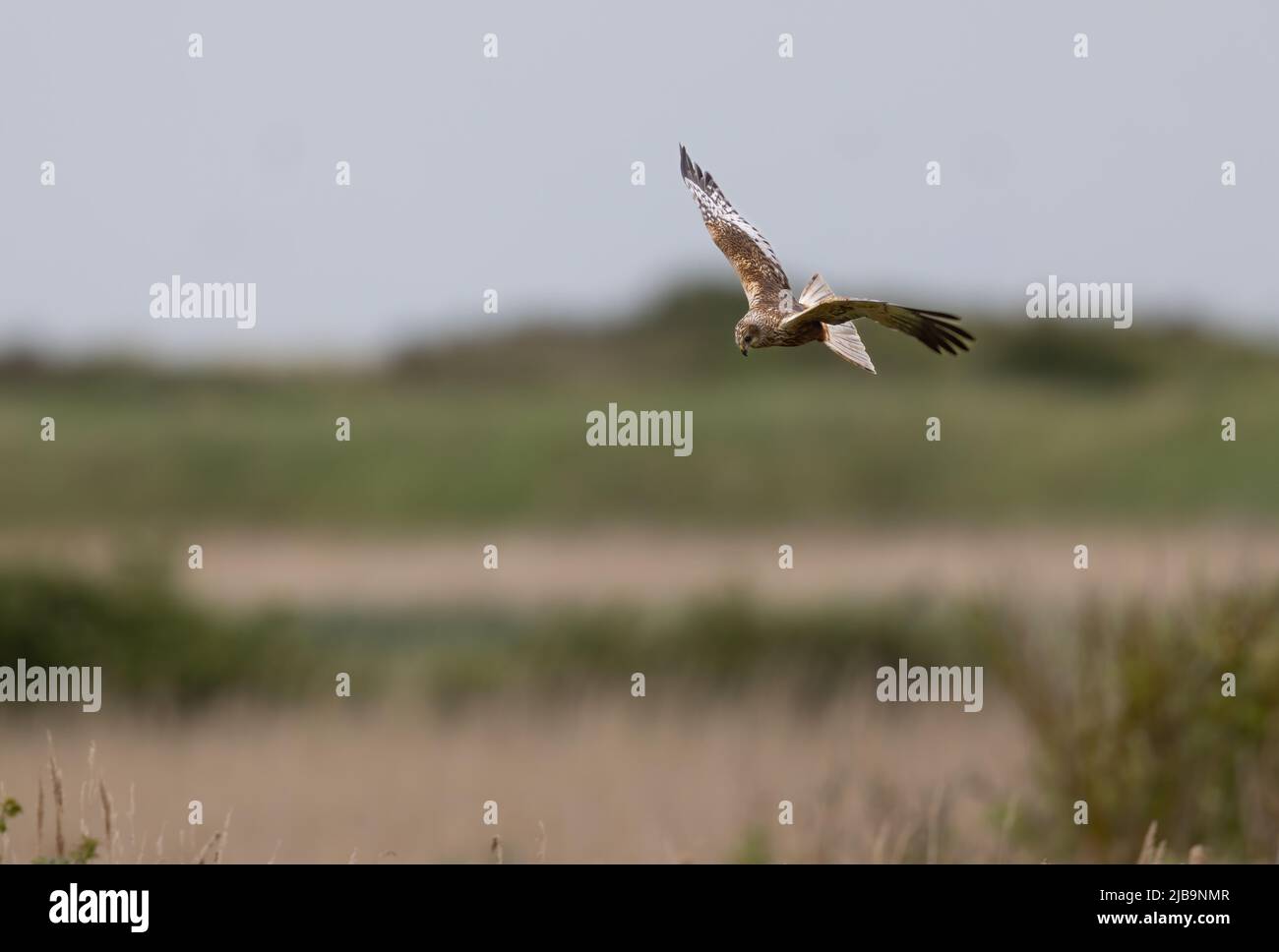 Marsh Harrier (Circo aeruginosus) Volando bajo sobre un lecho de reed Foto de stock