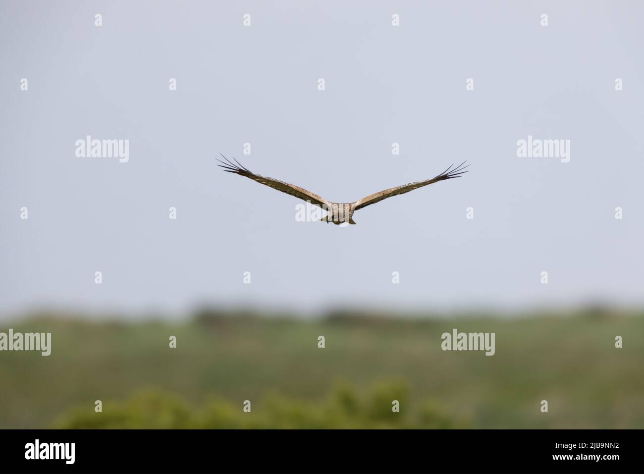 Marsh Harrier (Circo aeruginosus) Volando bajo sobre un lecho de reed Foto de stock