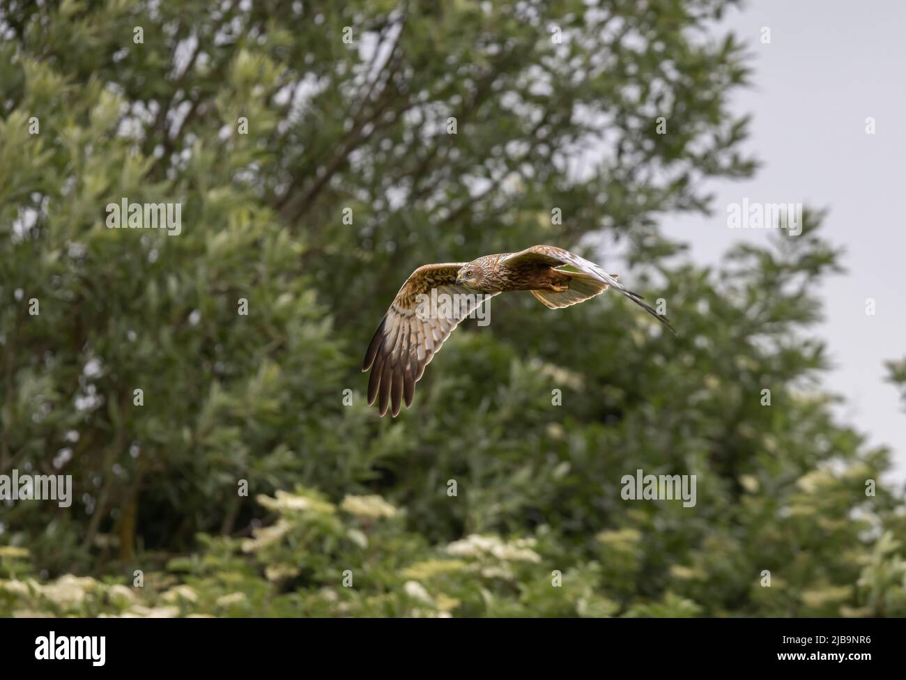 Marsh Harrier (Circo aeruginosus) Volando bajo sobre un lecho de reed Foto de stock