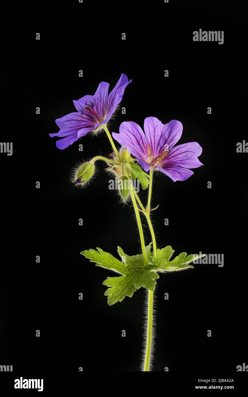 Geranio flores y follaje aislados contra black Foto de stock