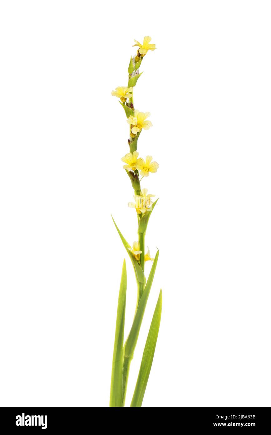 Sisyrinchium striatum, hierba de ojos amarillos pálidos aislada contra el blanco Foto de stock