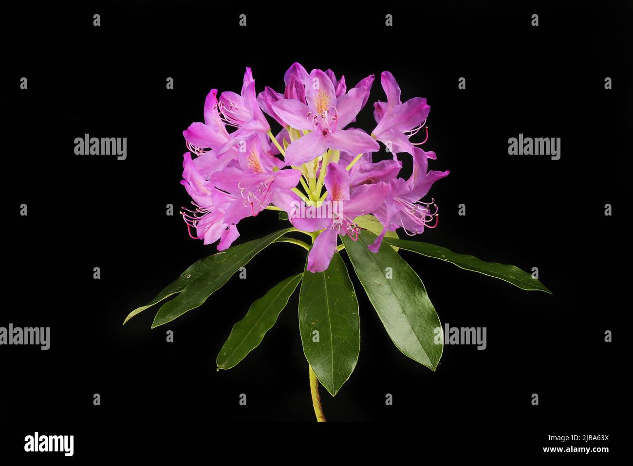 Flores de ponticum Rhododendron y follaje aislados contra el negro Foto de stock