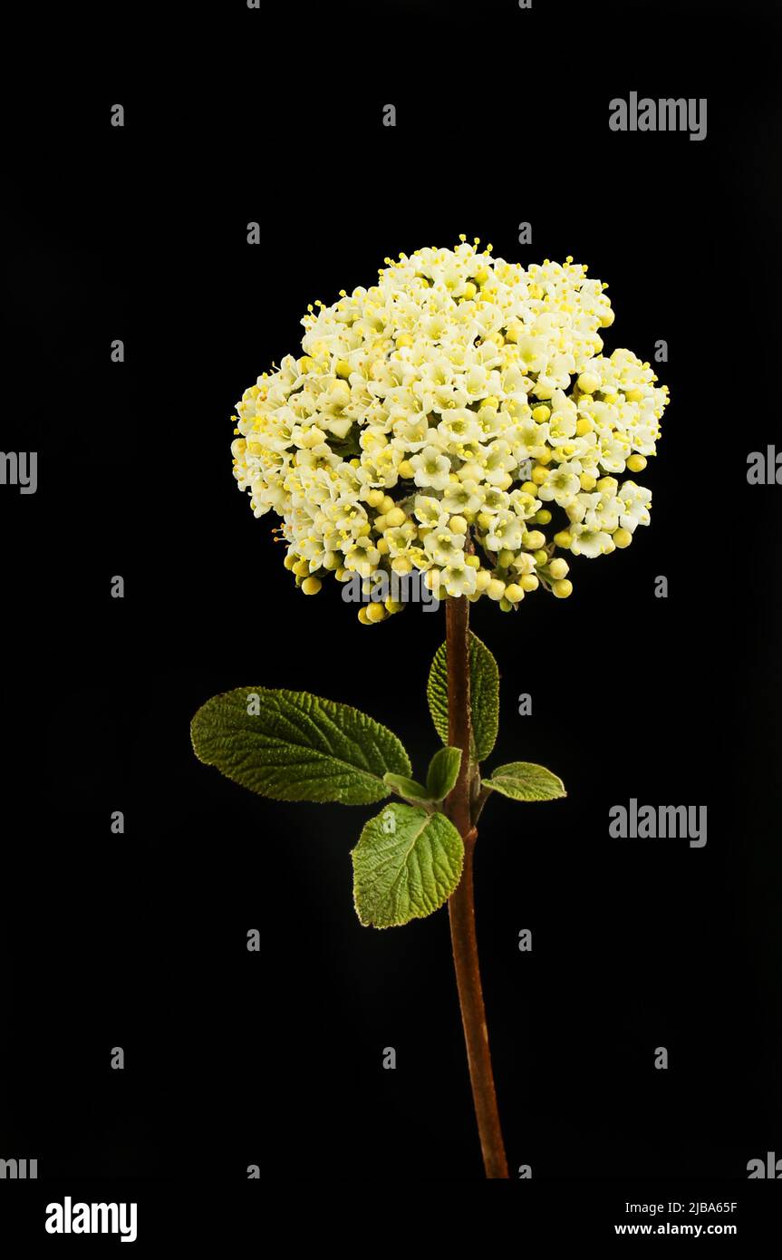 Flores de Verbina y follaje aislado contra el negro Foto de stock