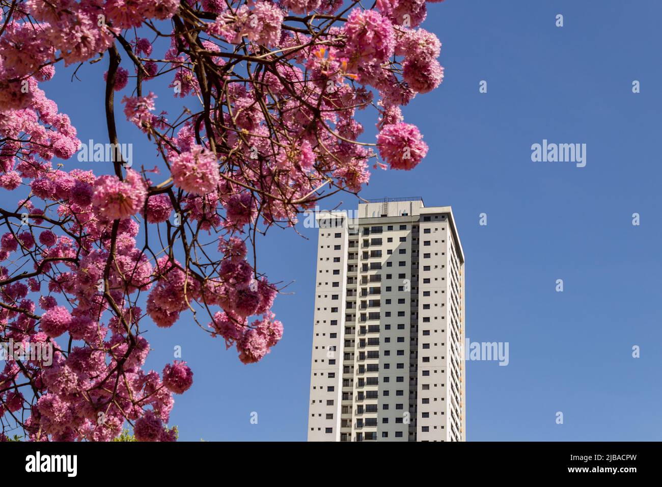 Goiania, Goiás, Brasil – 04 de junio de 2022: Un edificio entre ramas de flores de color rosa ipe con cielo azul en el fondo. Handroanthus impétiginosus. Foto de stock
