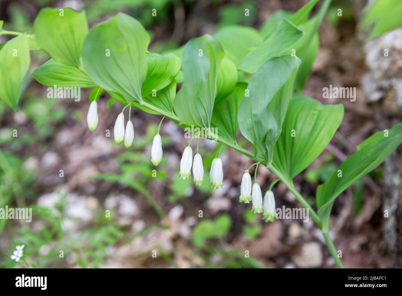Planta medicinal silvestre Polygonatum odoratum o sello de Salomón Foto de stock
