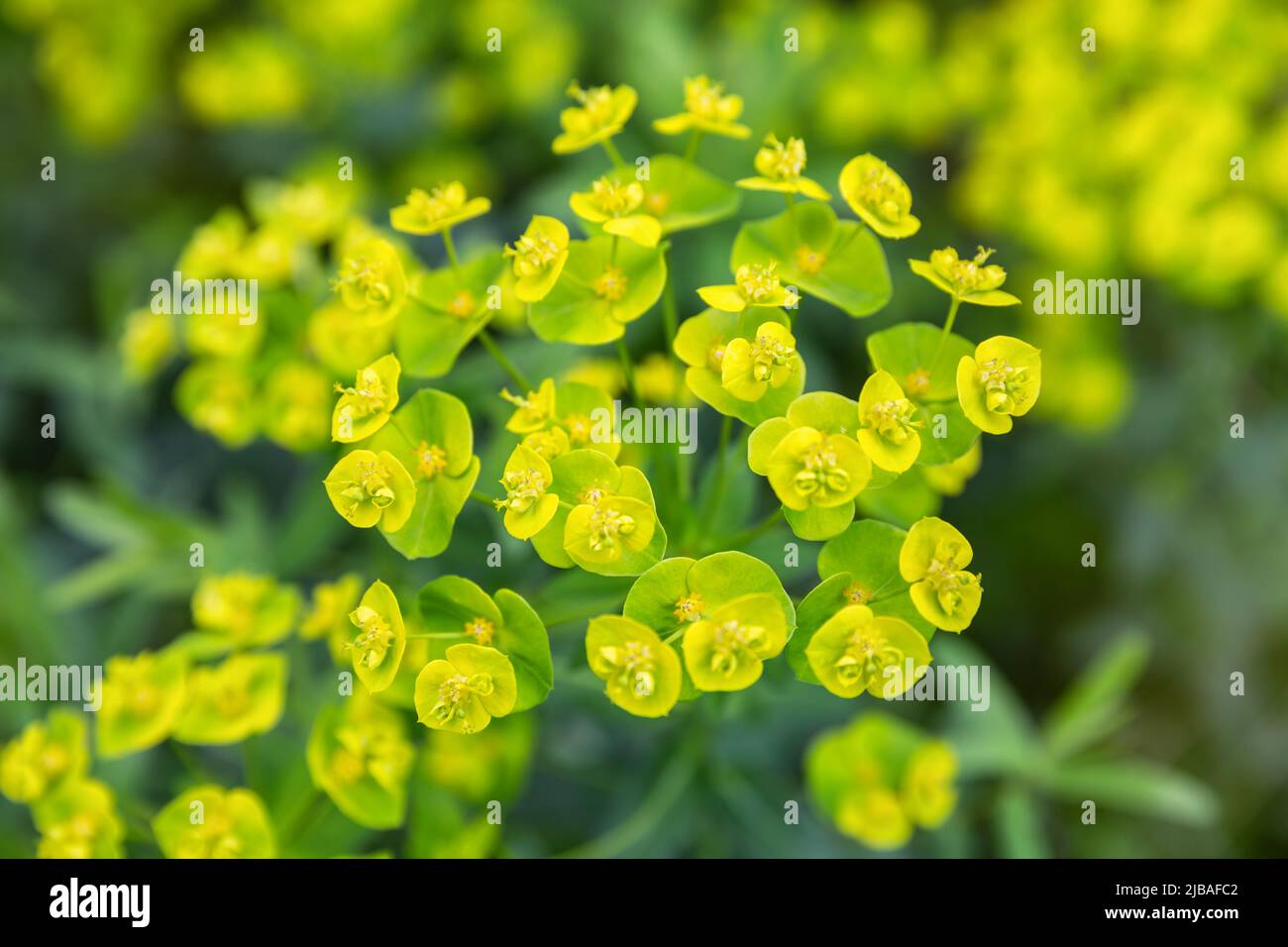 Flores de una planta tóxica silvestre Euphorbia cyparissias o ciprés Foto de stock