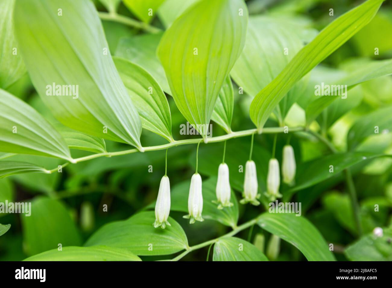 Flores de planta medicinal silvestre Polygonatum odoratum o sello de Salomón Foto de stock