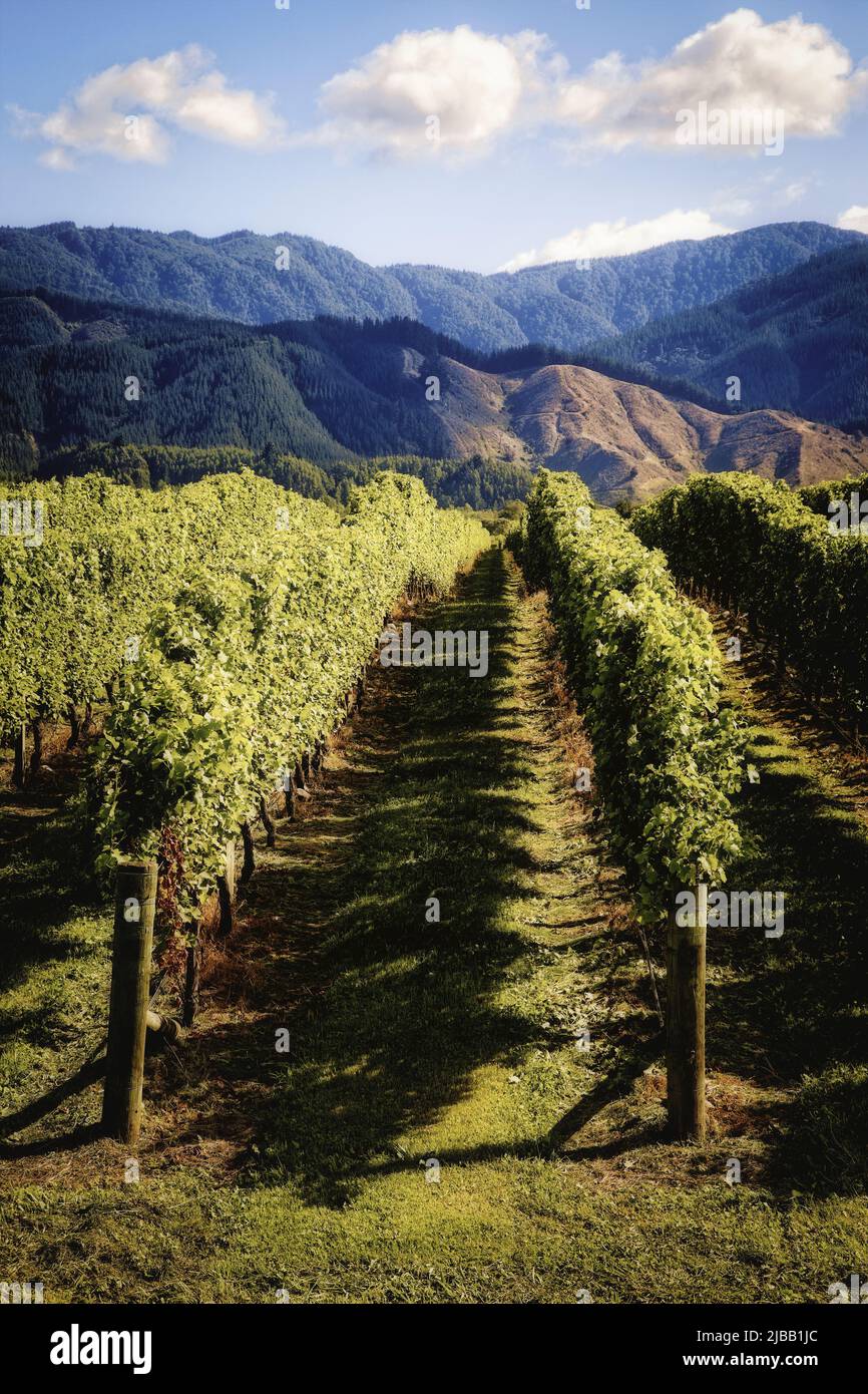 Viñedos de la región de Marlborough, Isla del Sur, Nueva Zelanda Foto de stock