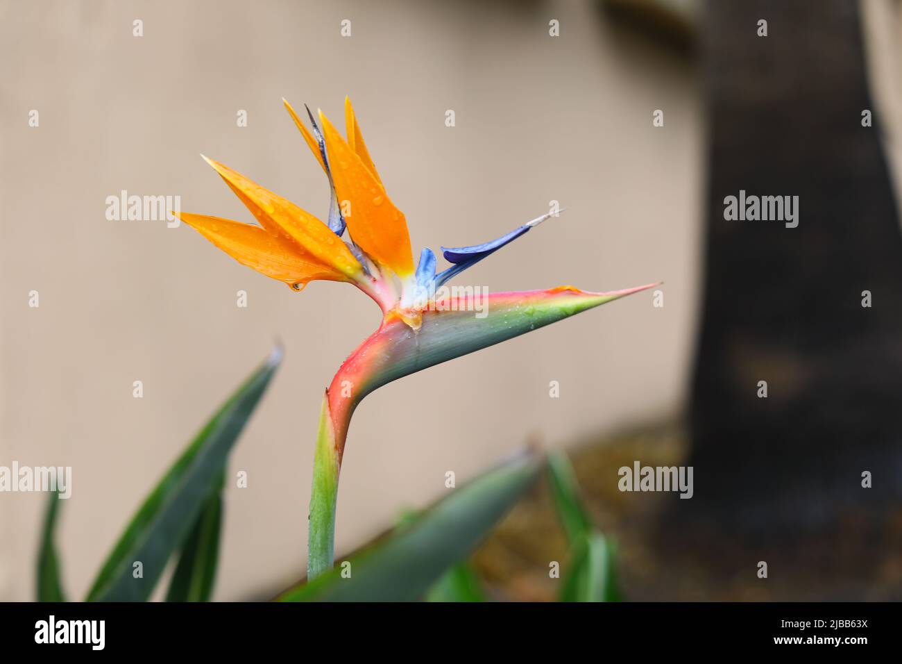 Ave de la planta paradisíaca se asemeja a la cabeza de pájaro nativa de  Sudáfrica Fotografía de stock - Alamy