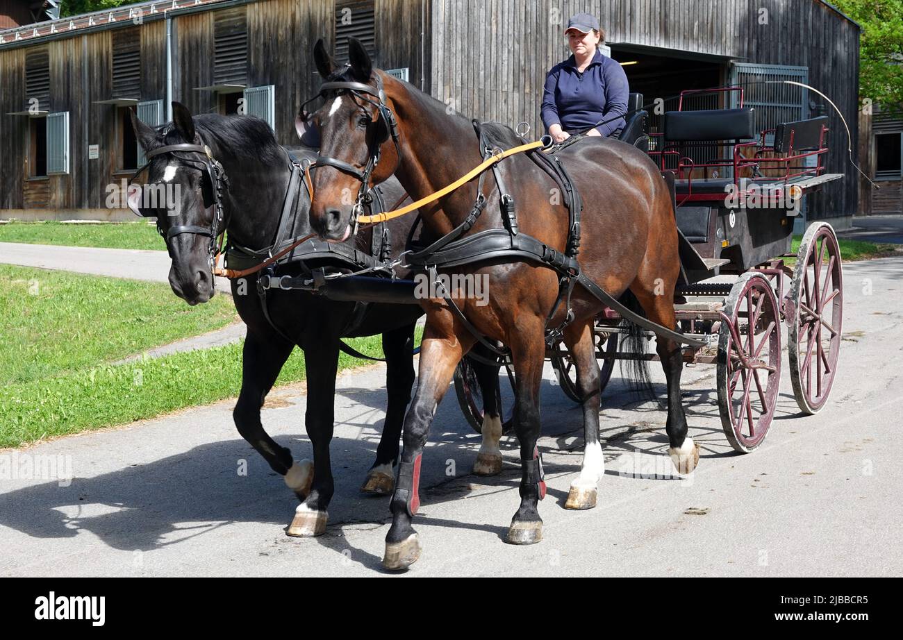 Criadores y coches de caballos