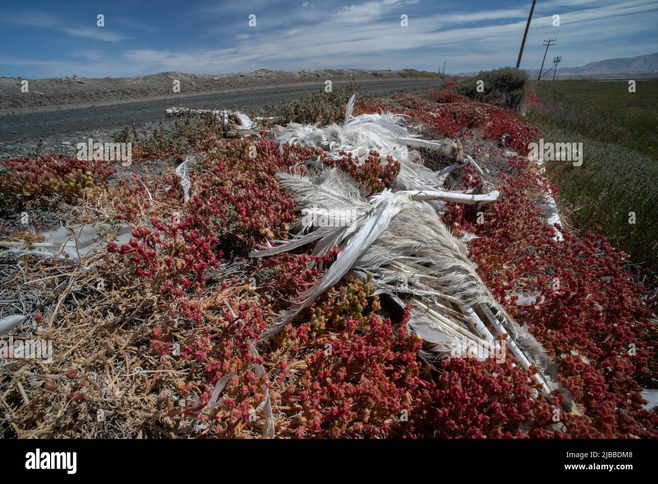 Los restos de un pelícano blanco americano (Pelecanus erythrorhynchos) que descansa en un icéo delgado (Mesembrianthemum nodiflorum) en el área de la bahía de CA. Foto de stock