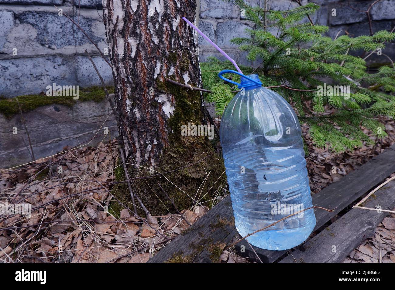 la savia de abedul se recoge del abedul a través de un tubo plástico de la botella, Foto de stock