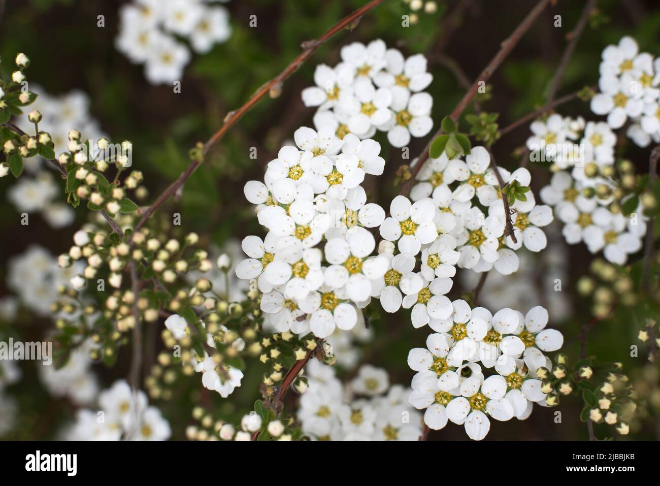 pequeñas flores blancas y brotes en una rama de un arbusto de spirea en primavera Foto de stock