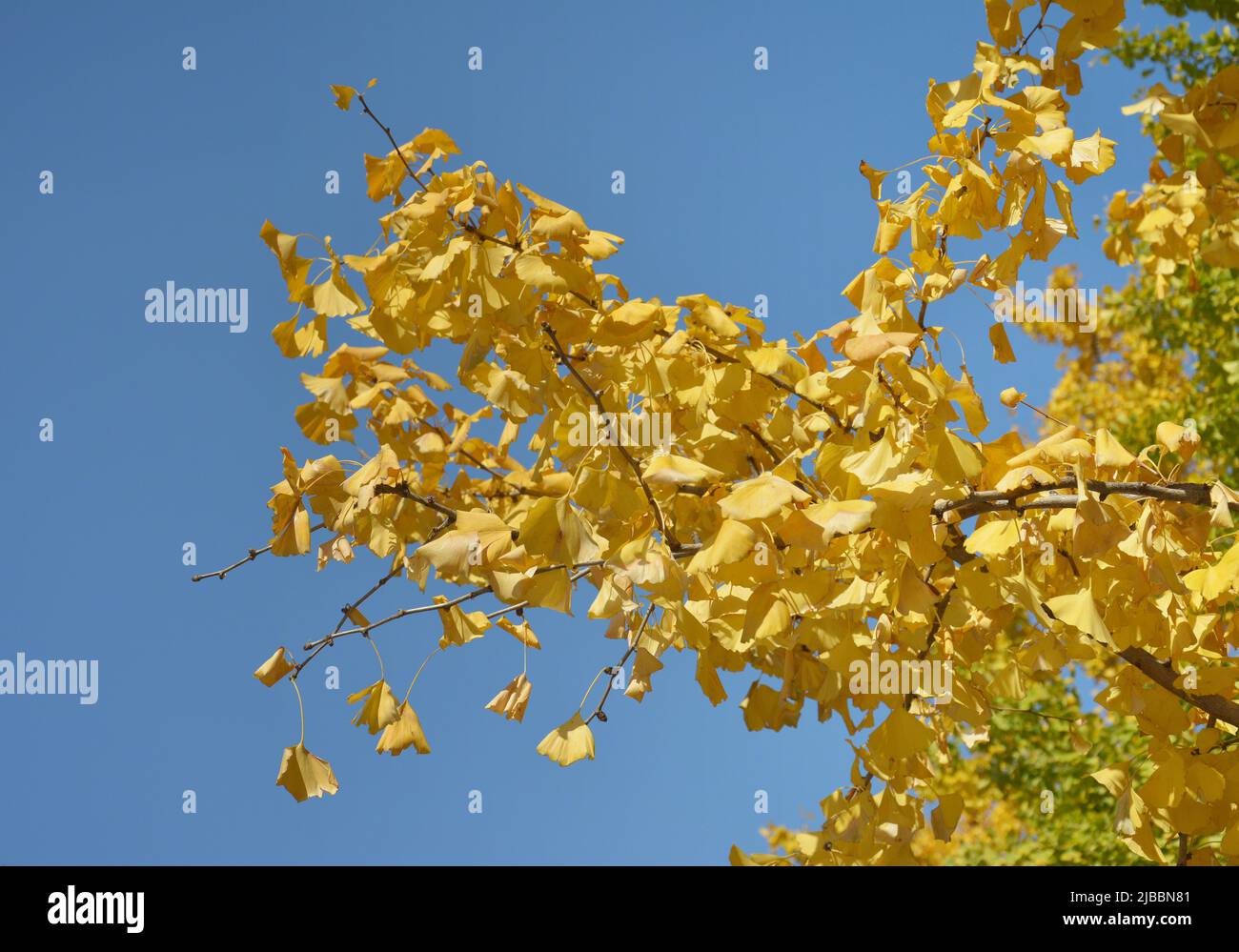 Una rama de amarillo Gingko sale en día soleado en el jardín Foto de stock