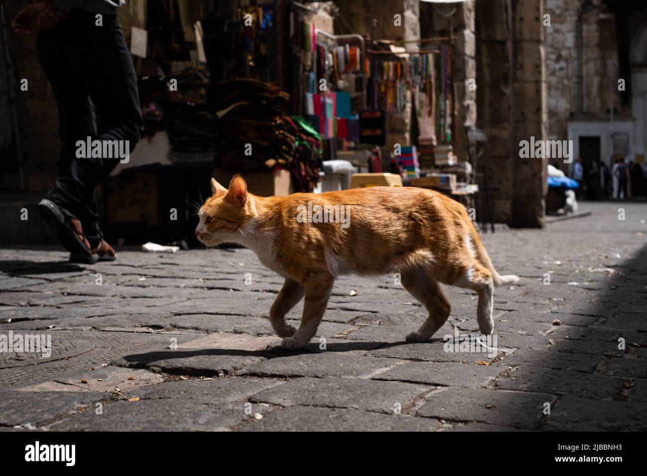 gato rojo caminando por la calle Foto de stock
