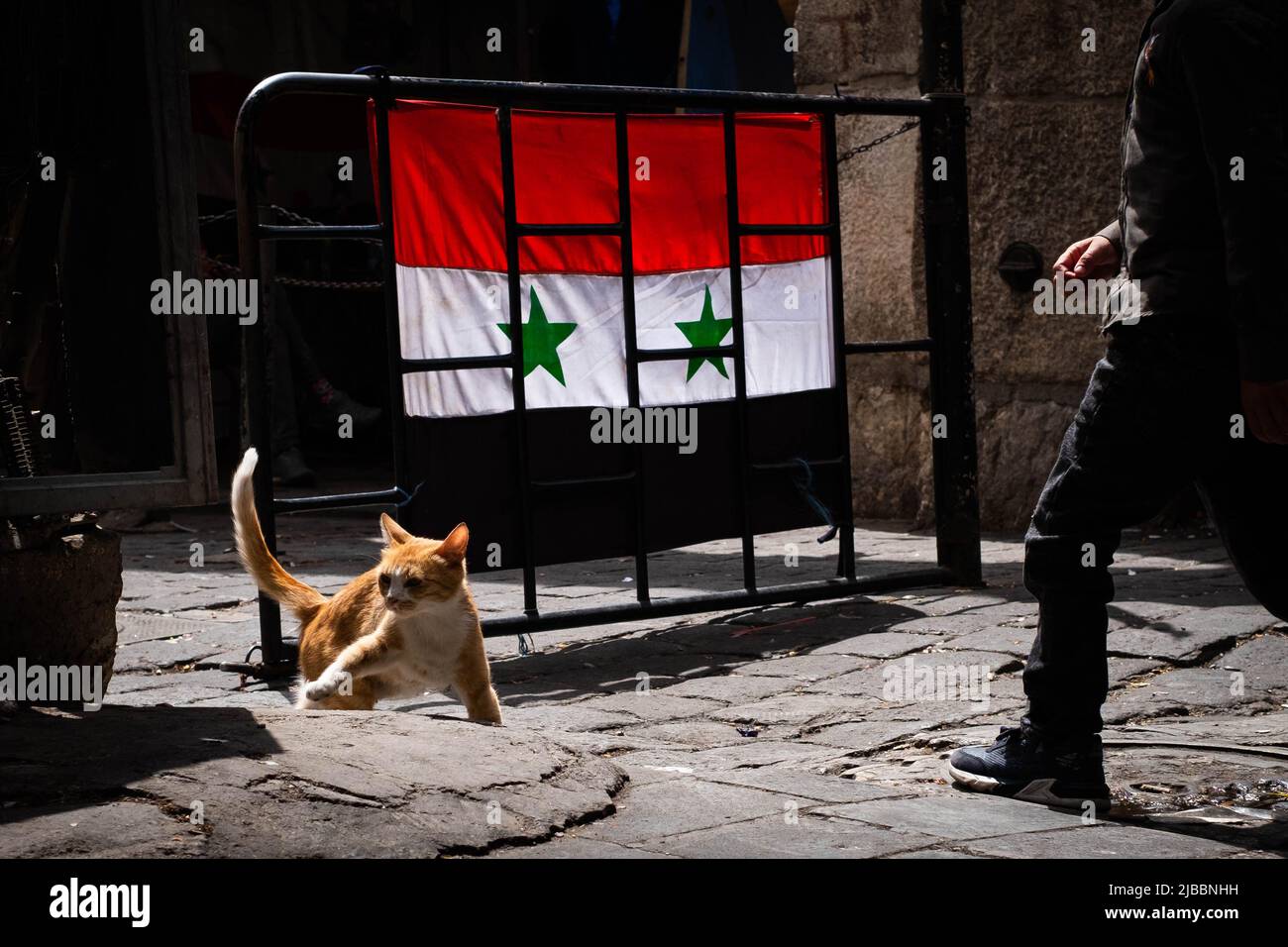 gato rojo caminando a lo largo de la calle con la bandera siria en el fondo Foto de stock