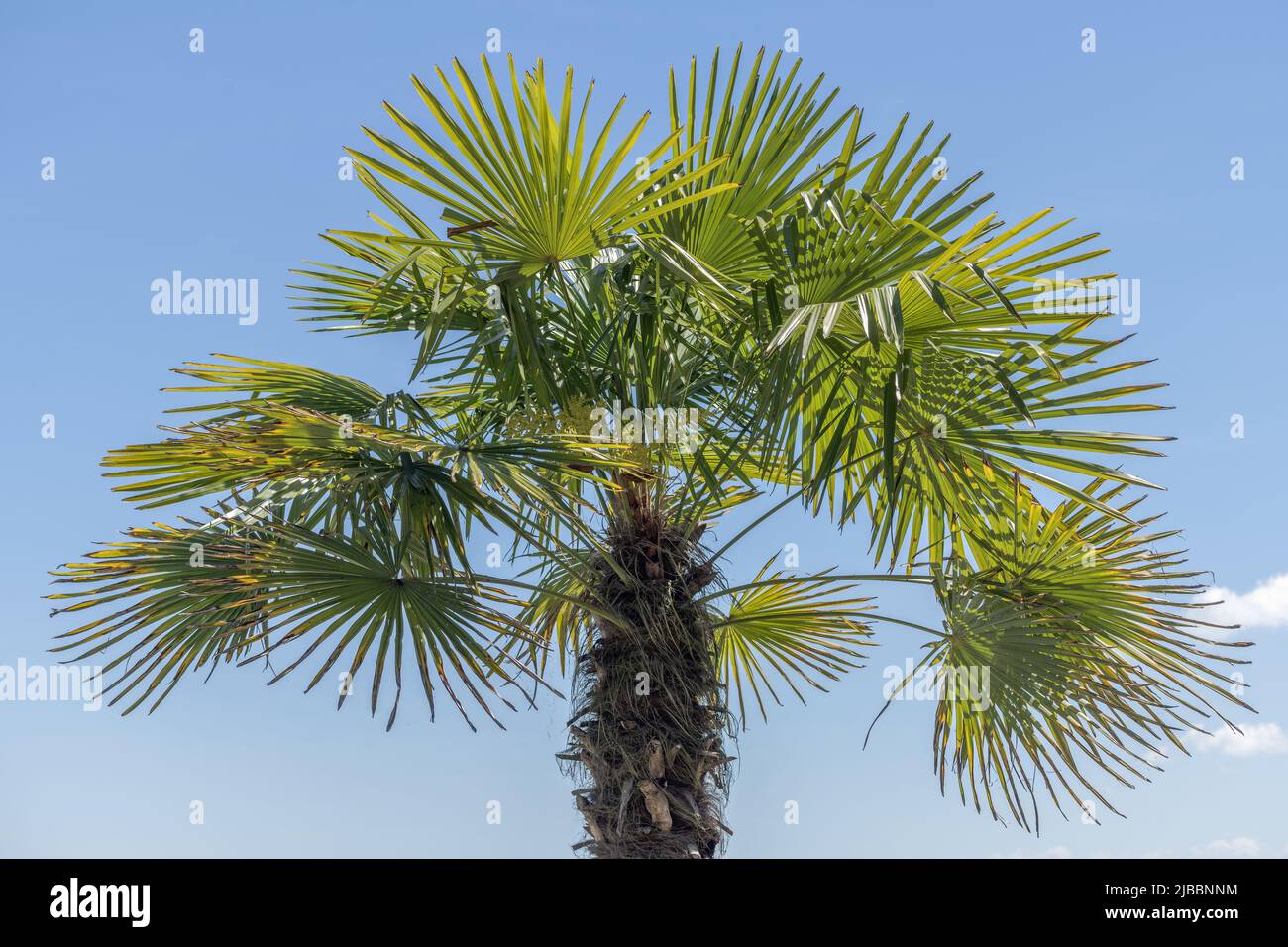 Árbol de palma en el borde del agua sobre fondo azul cielo. Isla Mainau, lago constanza, Constanza. Foto de stock
