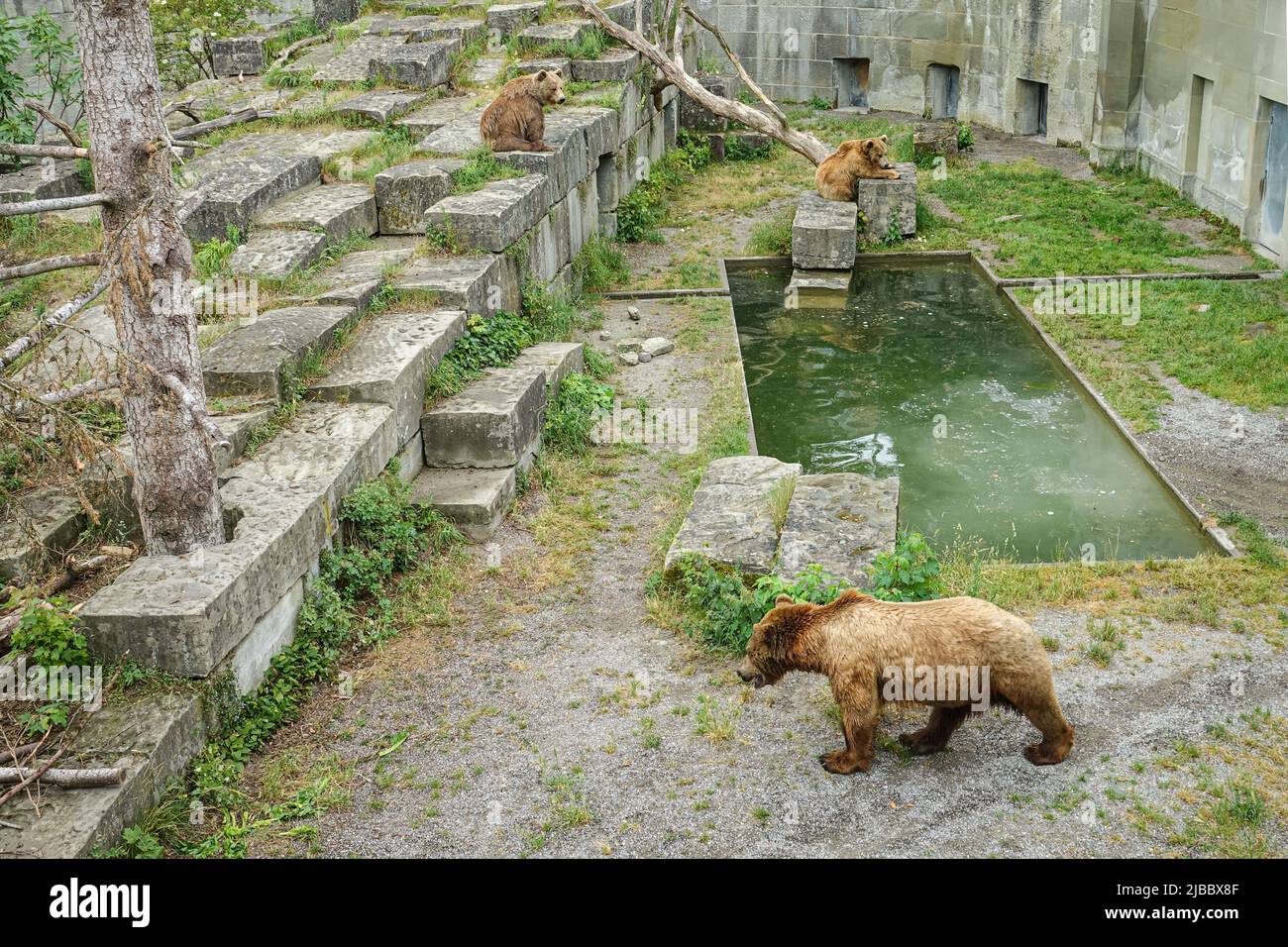 Parque del Oso de Berna. El Bear Pit es uno de los destinos turísticos más populares para los niños. Berna, Suiza - Junio 2022 Foto de stock