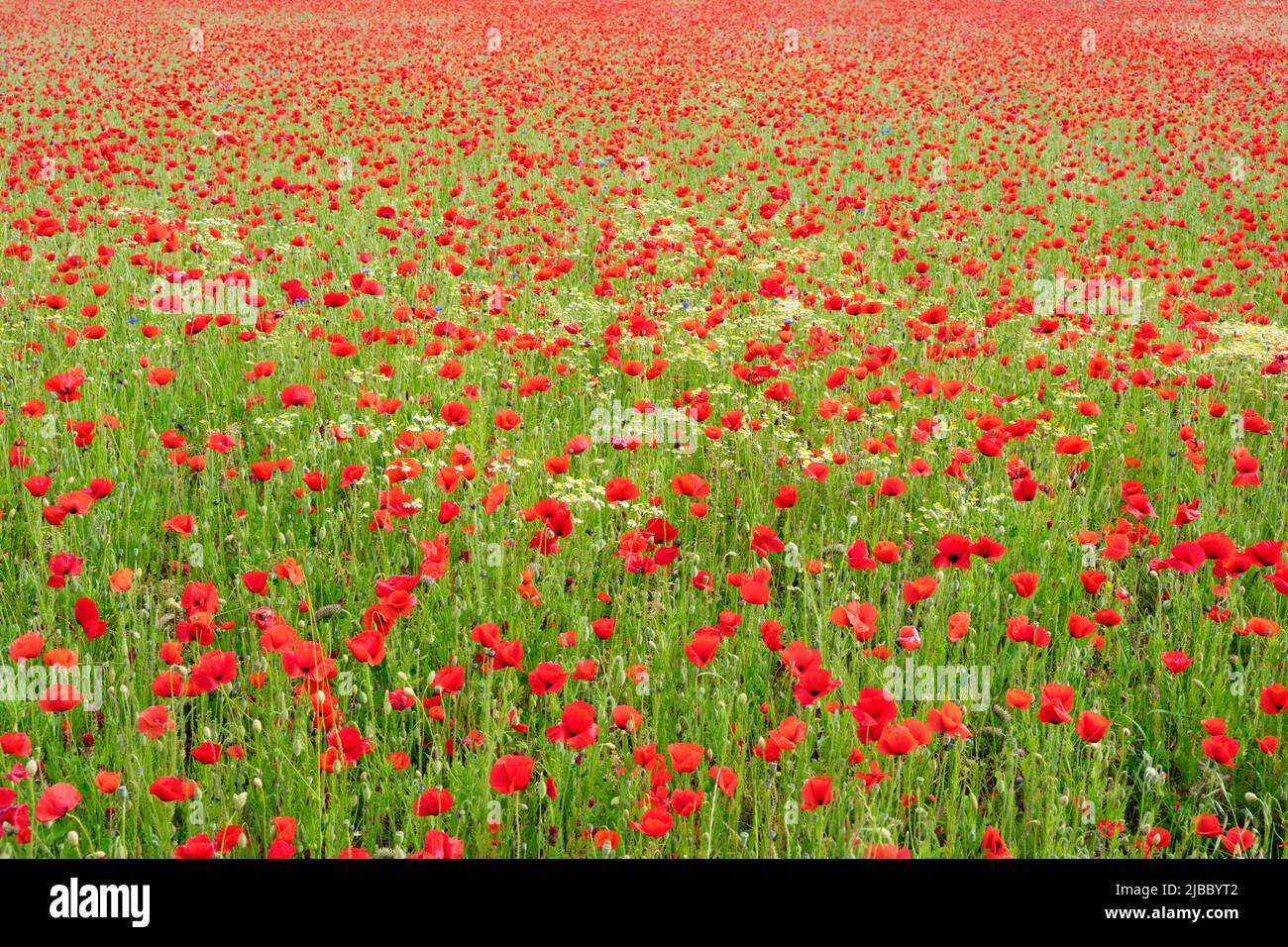 Precioso campo de amapola en primavera, Francia Foto de stock