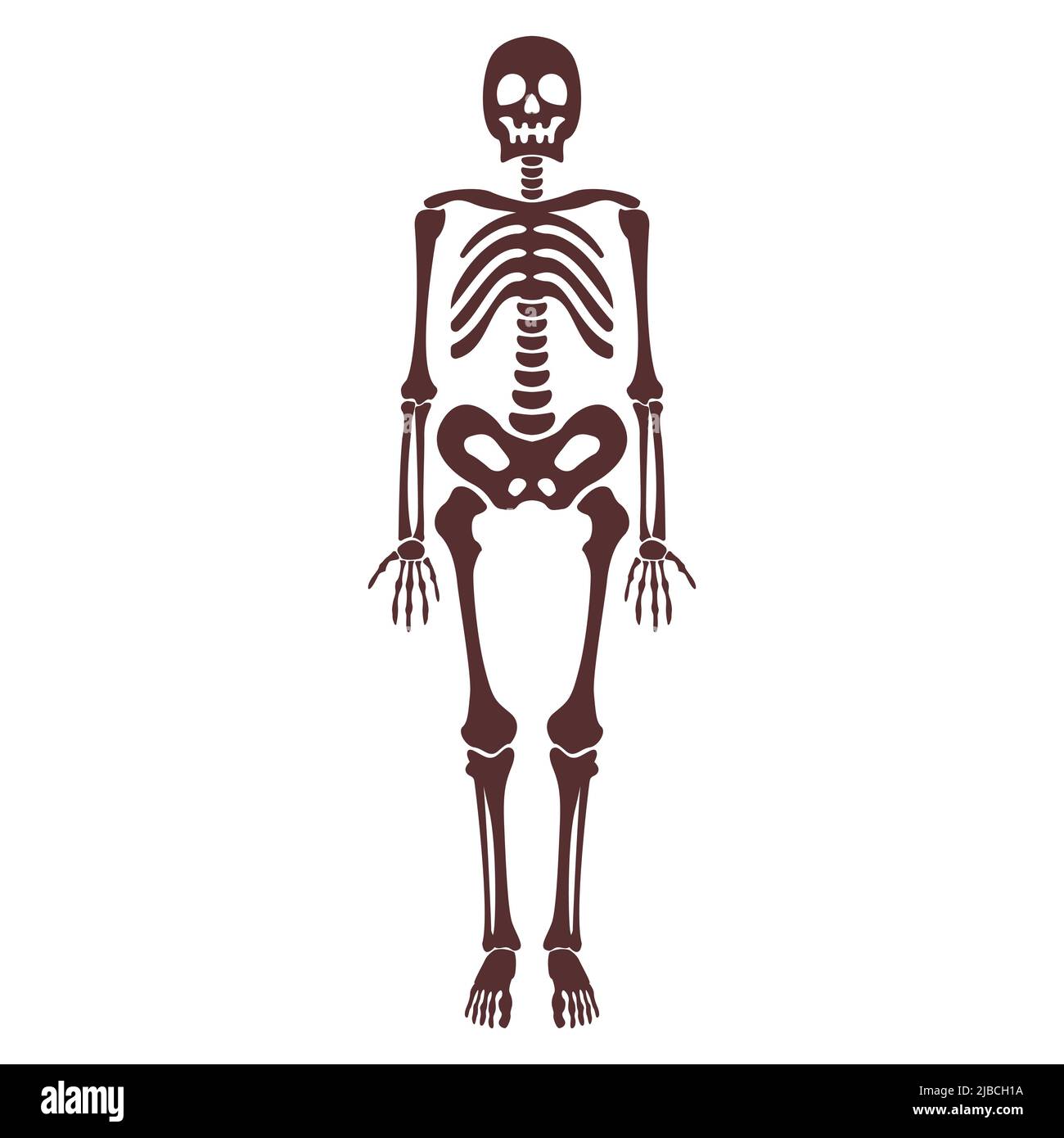esqueleto humano Stock Illustration