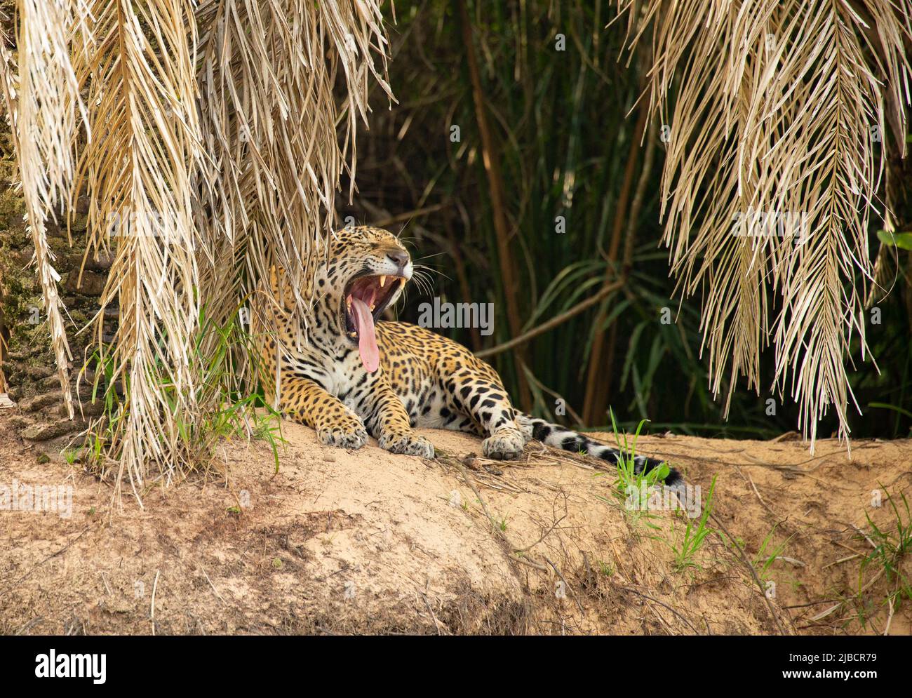 Jaguar (Panthera onca) descansando a orillas del río Foto de stock