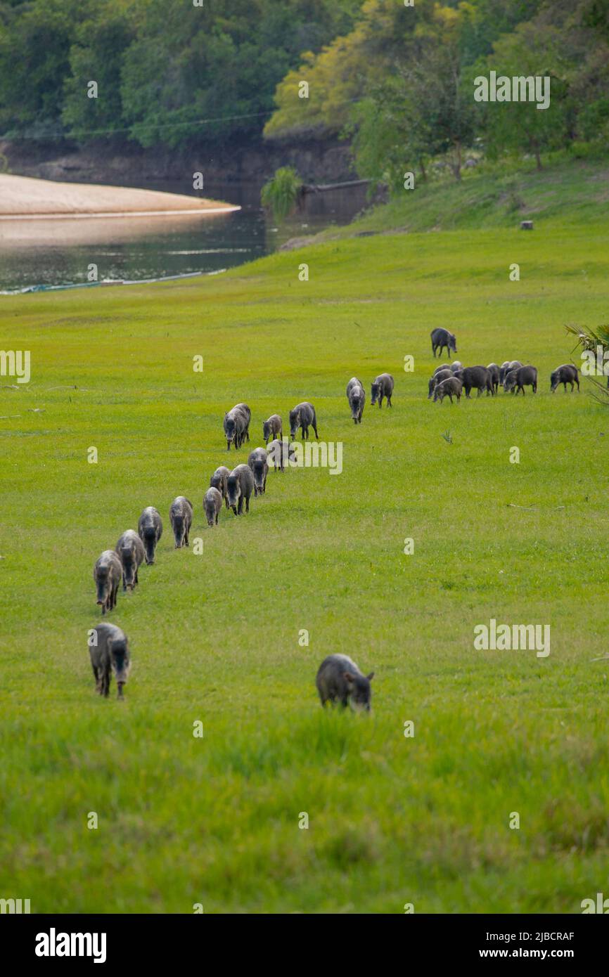 Peccario de labio blanco (Tayassu pecari) caminando un solo archivo a lo largo de un sendero de pastos Foto de stock