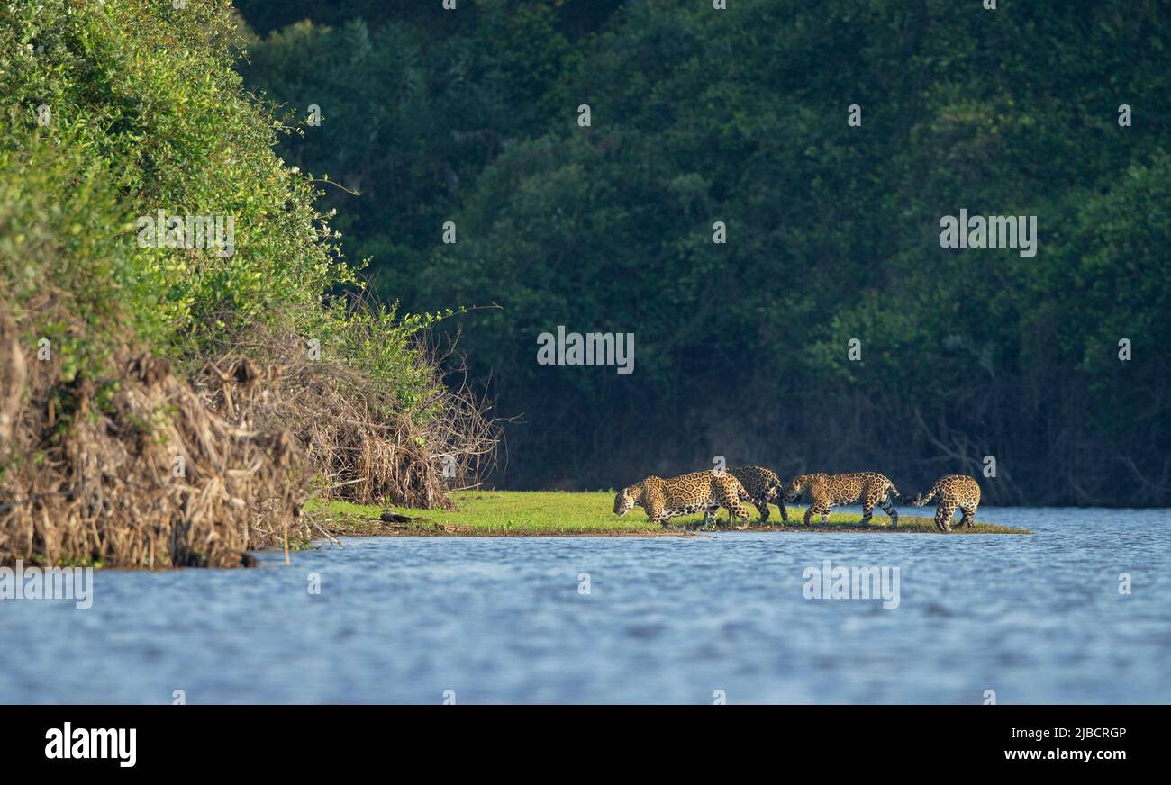 Jaguar (Panthera onca) madre y cachorros mayores en el Río Negro, Pantanal Foto de stock