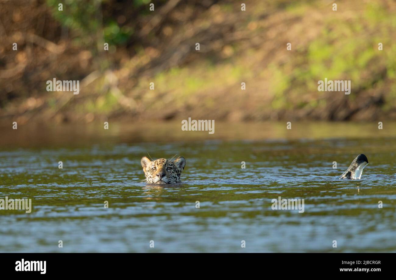 Jaguar (Panthera onca) nadando en el Río Negro Foto de stock