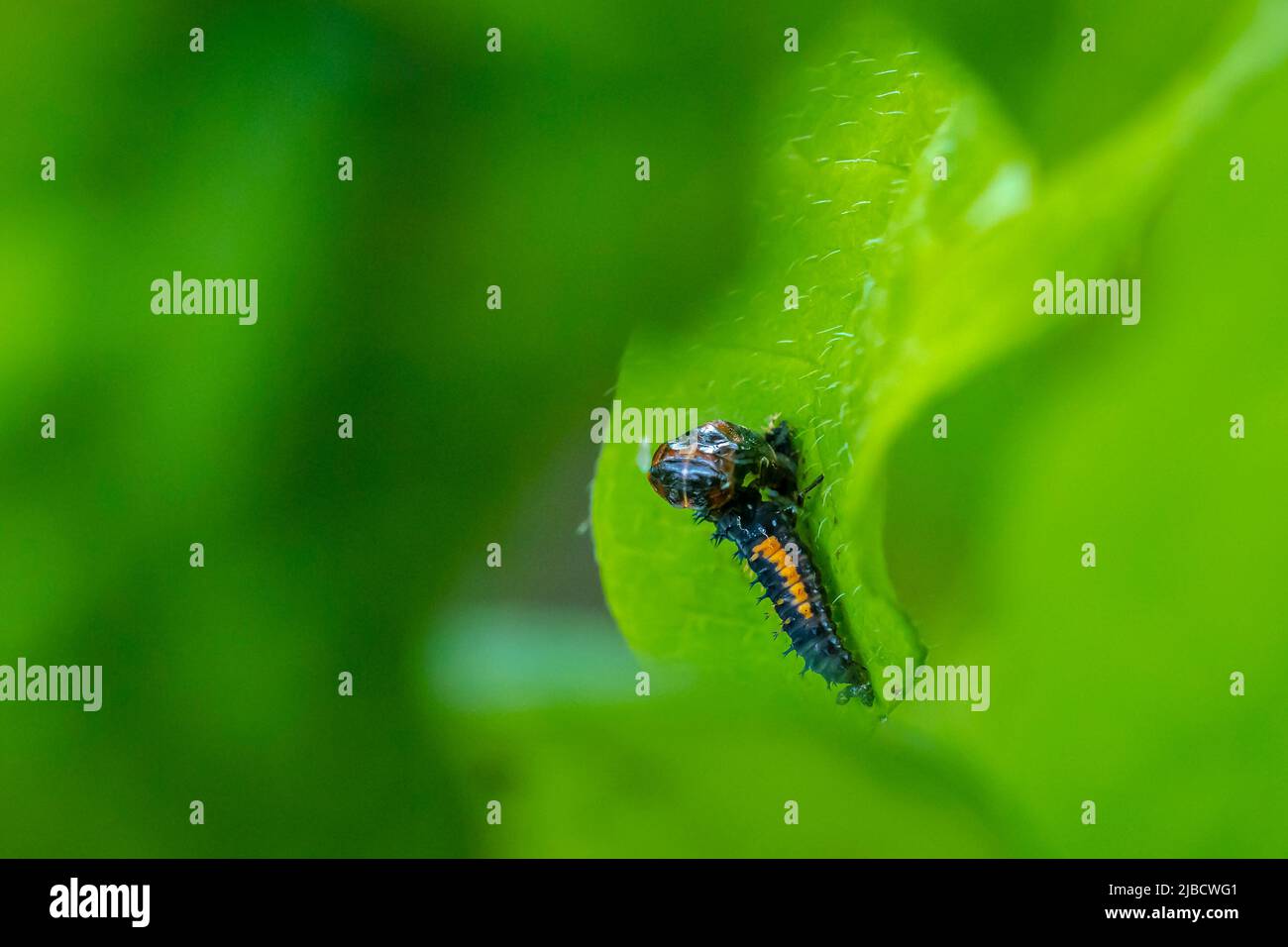 Larva de insecto de la mariquita o pupa Coccinellidae closeup. Etapa de la pupa alimentándose sobre la vegetación verde closeup. Foto de stock