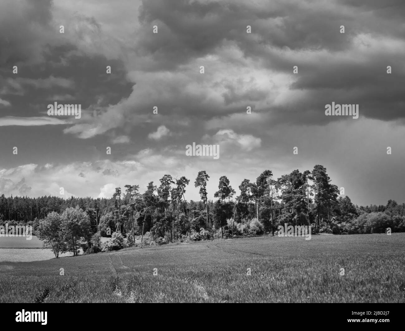 Paisaje con arboleda y campo en Bohemia occidental cerca de Malkovice, República Checa Foto de stock