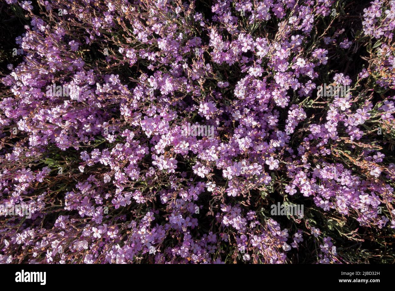 Salicornia en flor Fotos e Imágenes