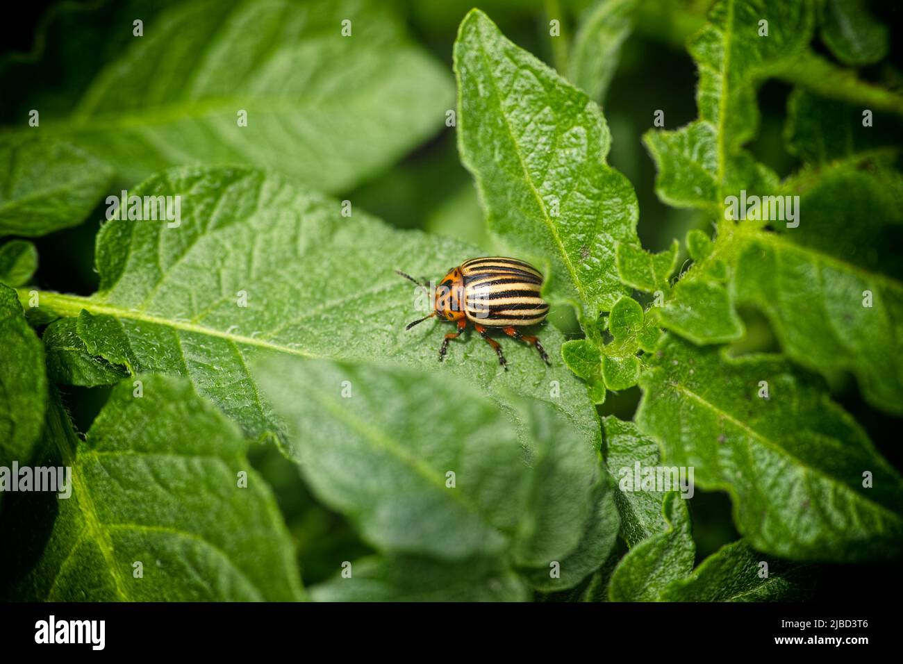 Un escarabajo de patata de colorado en una hoja de patata. Primer plano. Foto de stock