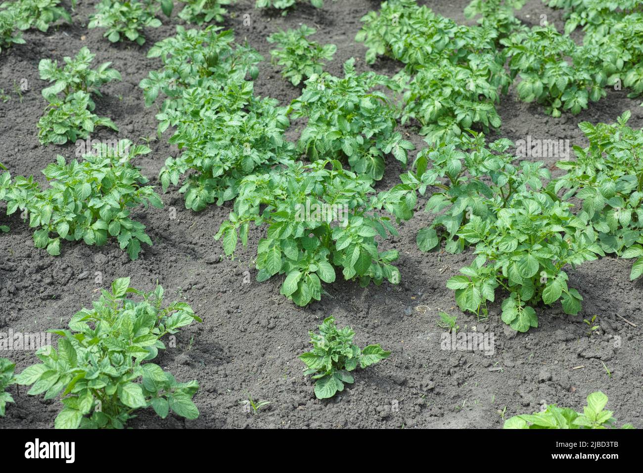 Un campo con algunas plantas de patata en un día soleado. Foto de stock