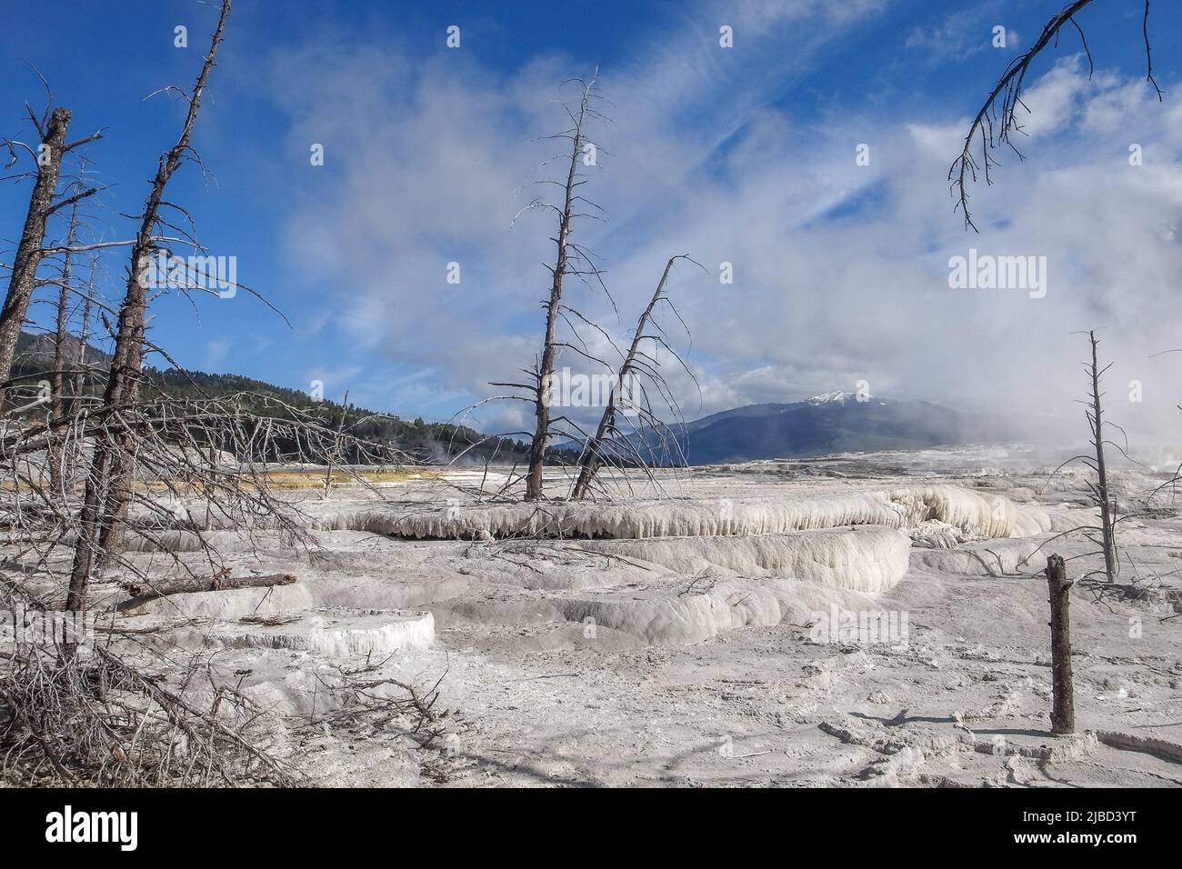 Árboles muertos en terrazas de carbonato de calcio de Mammoth Hot Springs, Parque Nacional Yellowstone, Wyoming, Estados Unidos. Terrazas geotérmicas blancas con árboles muertos Foto de stock
