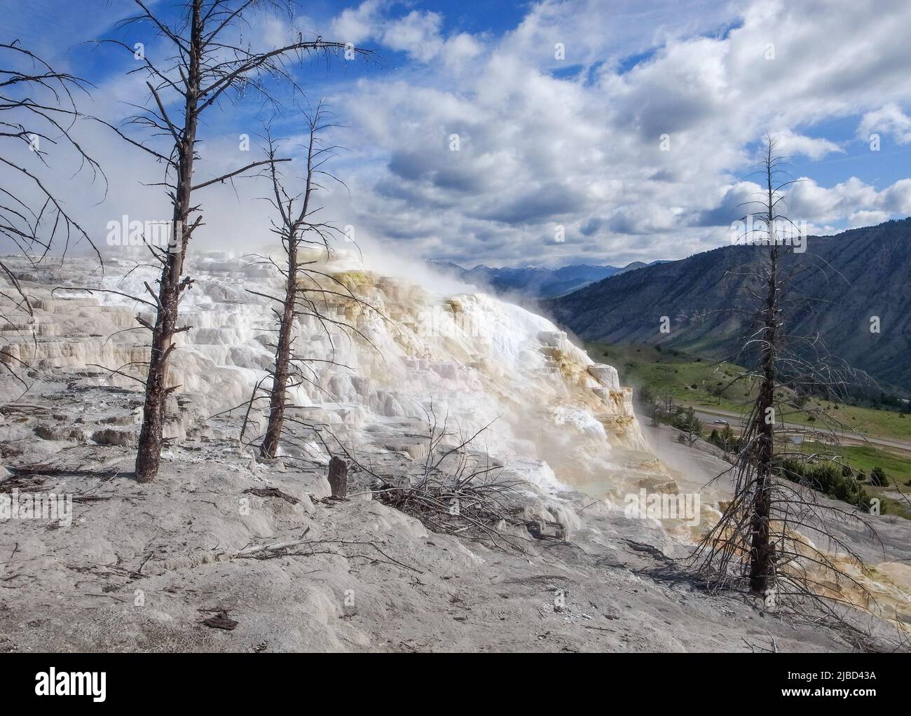 Árboles muertos en terrazas de carbonato de calcio de Mammoth Hot Springs, Parque Nacional Yellowstone, Wyoming, Estados Unidos. Terrazas geotérmicas blancas con árboles muertos Foto de stock