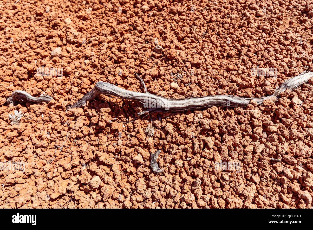 Raíz de planta termocerada en rocas calientes y sin vida de la costa naranja, Ibiza, Islas Baleares, España Foto de stock