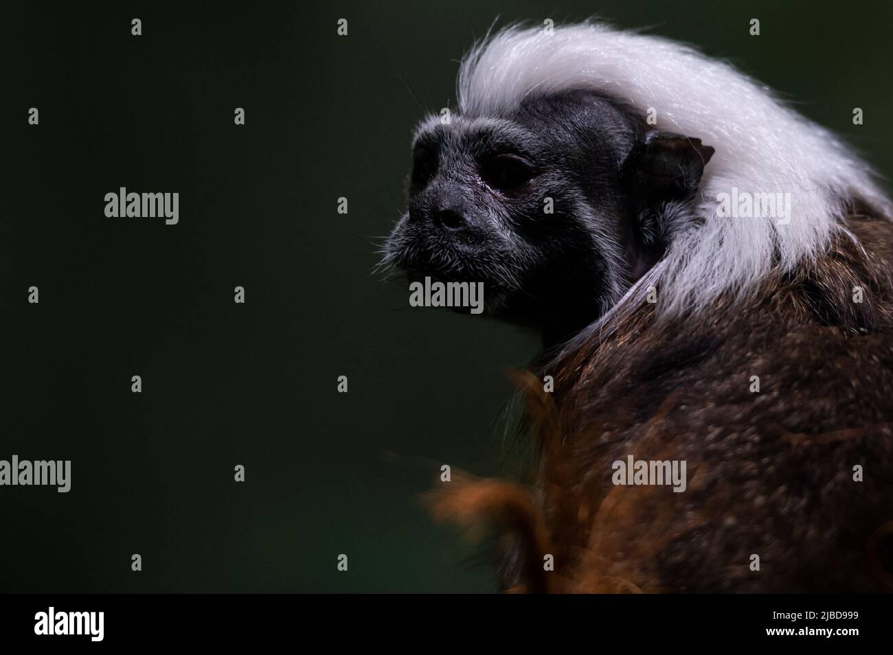 Un tití cabeciblanco (Saguinus oedipus), uno de los primates más pequeños, representado en su recinto en el zoológico de Faunia. Foto de stock