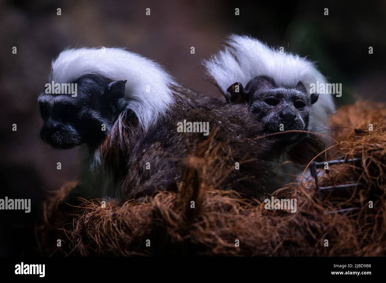 Dos tamarin de algodón (Saguinus oedipus), uno de los primates más pequeños, representado en su recinto en el zoológico de Faunia. Foto de stock