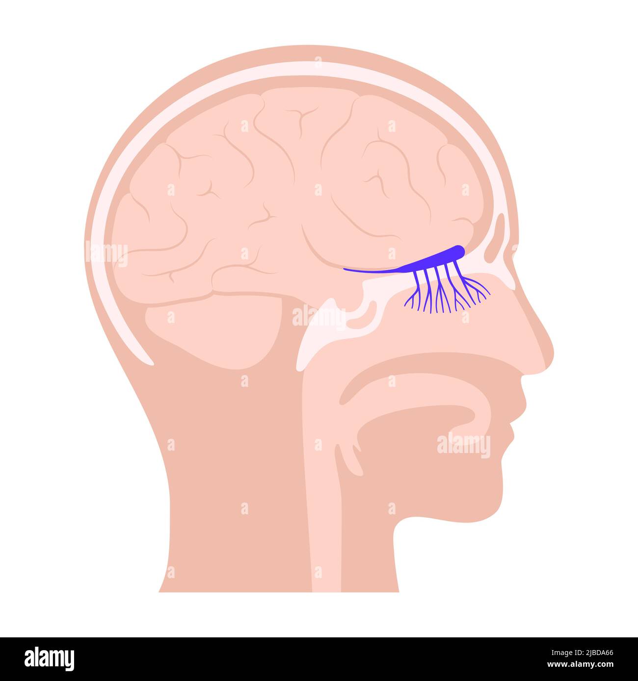 Sistema olfativo, ilustración Fotografía de stock Alamy
