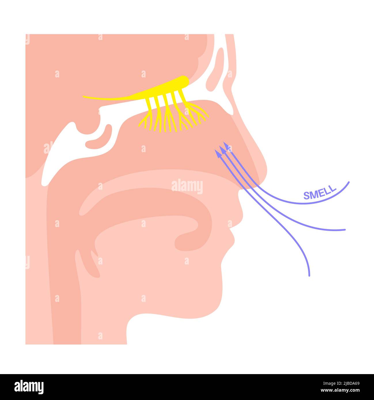 Sistema olfativo, ilustración Fotografía de stock Alamy