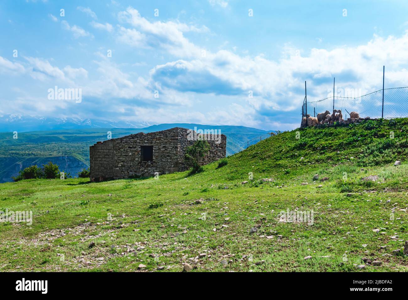 ovejas detrás de una valla de cadena y una choza de piedra en ruinas en un pasto de montaña Foto de stock