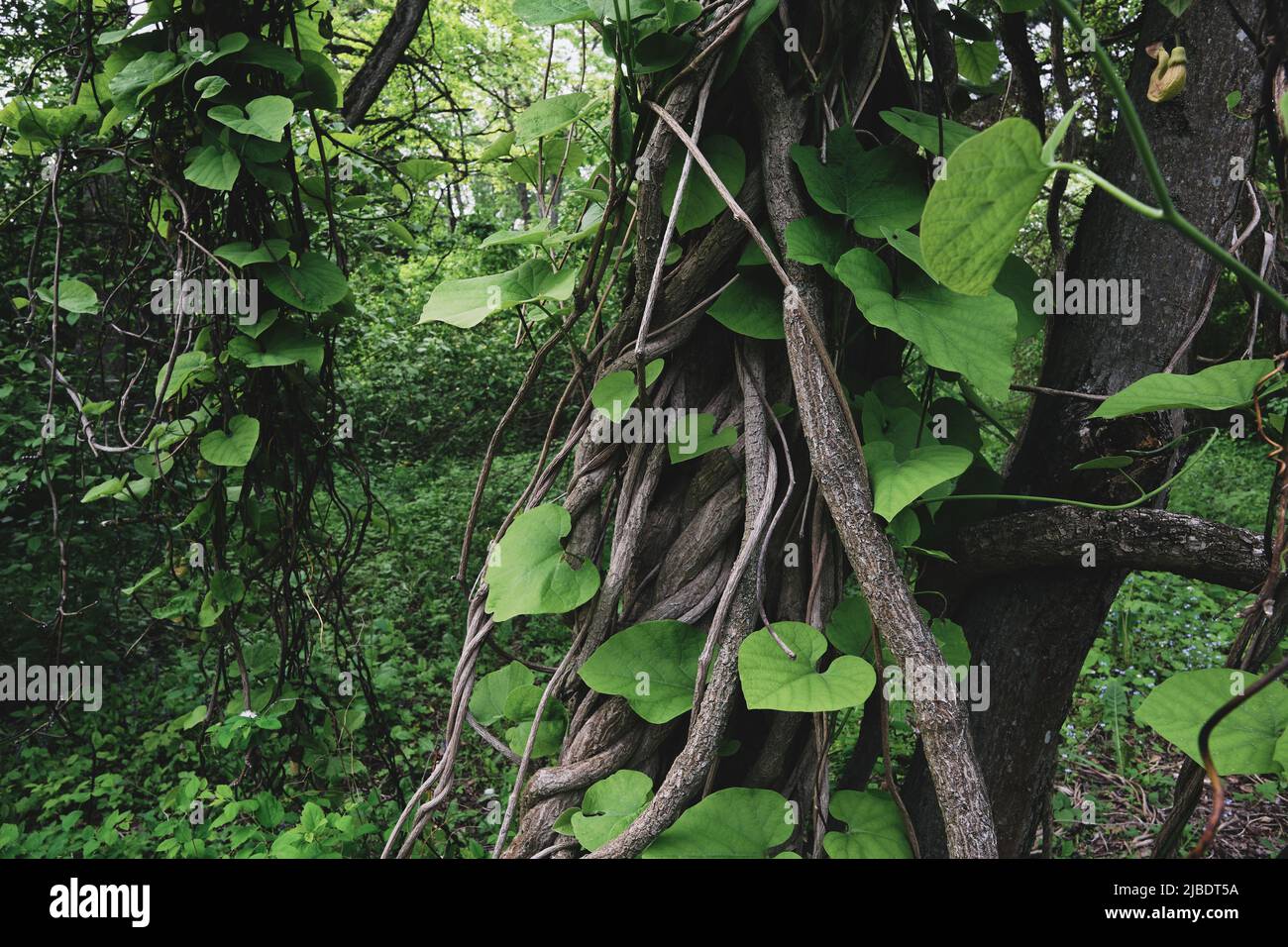 Enredadera De La Selva Fotografías E Imágenes De Alta Resolución Alamy 2809