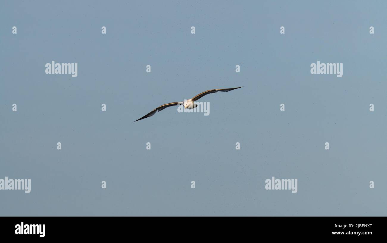Un ave de agua de gaviota aislada o aves acuáticas en pleno vuelo con alas esparcidas sobre el agua del Lago Ontario en Canadá, sala de formato horizontal para el tipo Foto de stock