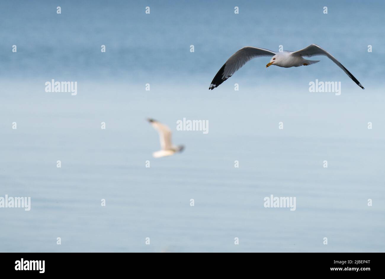 Un ave de agua de gaviota aislada o aves acuáticas en pleno vuelo con alas esparcidas sobre el agua del Lago Ontario en Canadá, sala de formato horizontal para el tipo Foto de stock
