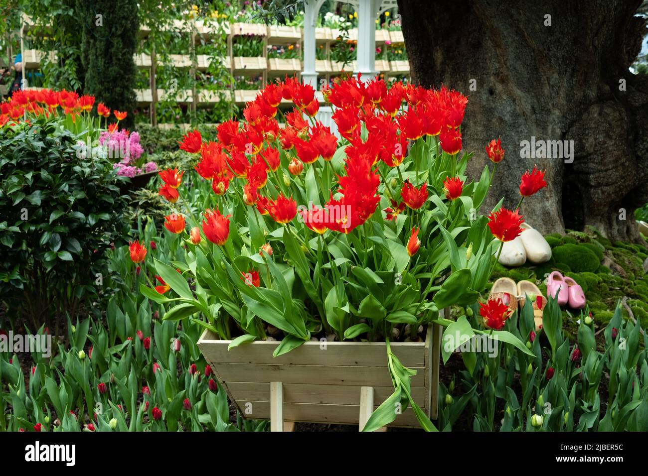 Hermosos tulipanes florecen en el jardín interior de Singapur. Foto de stock