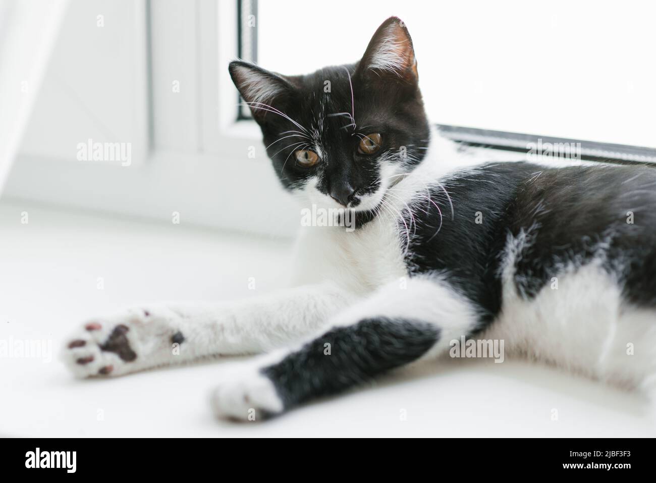 Un hermoso gatito joven en blanco y negro yace en la ventana. Mascota favorita en casa Foto de stock